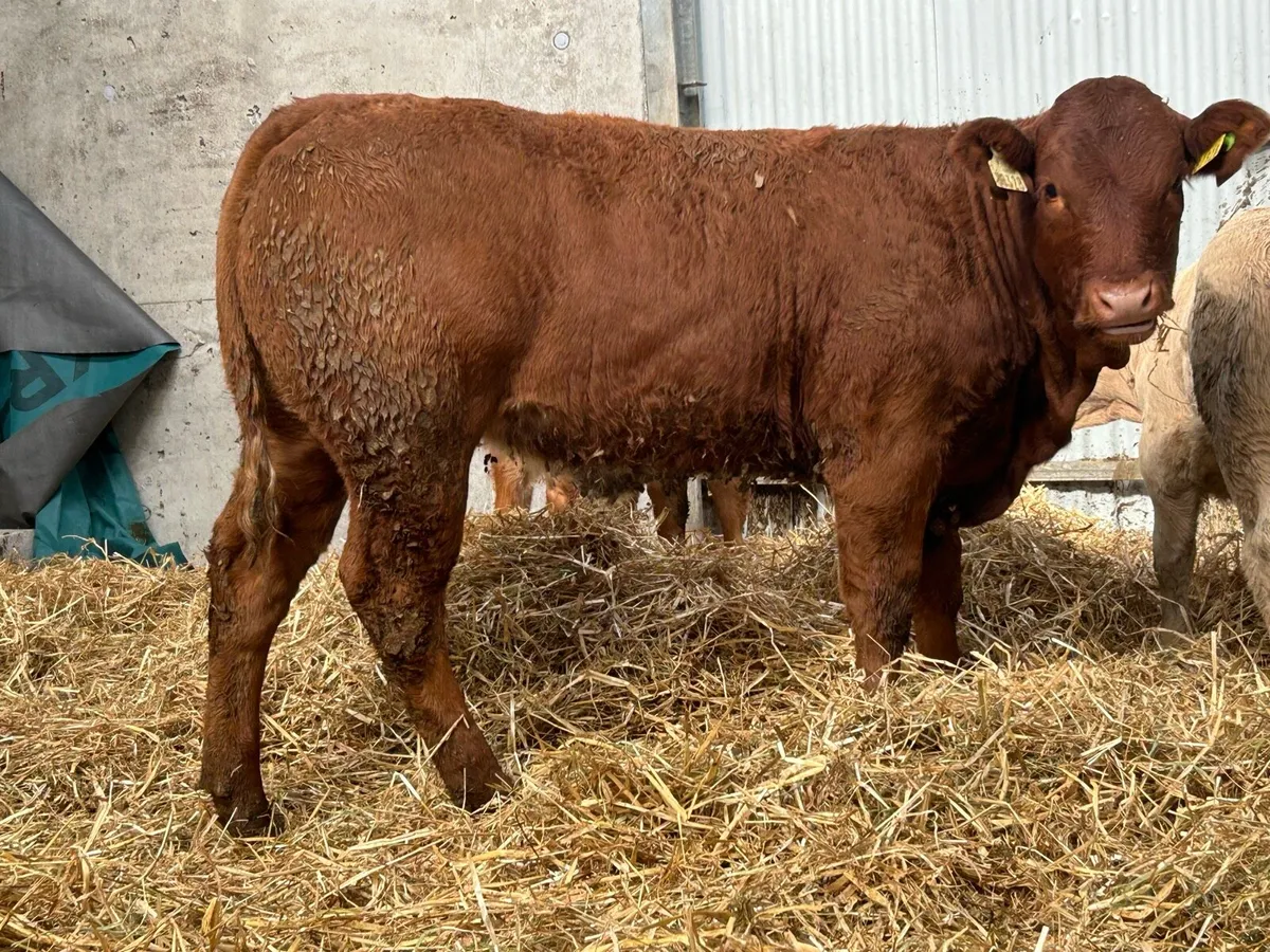 Smashing first calved blue grey cow and calf - Image 4