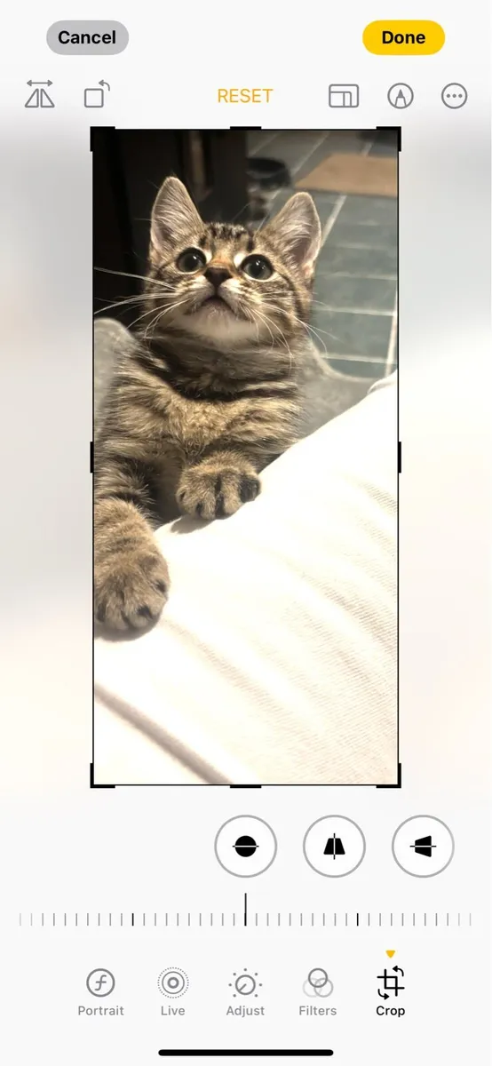 Kitten - Image 2