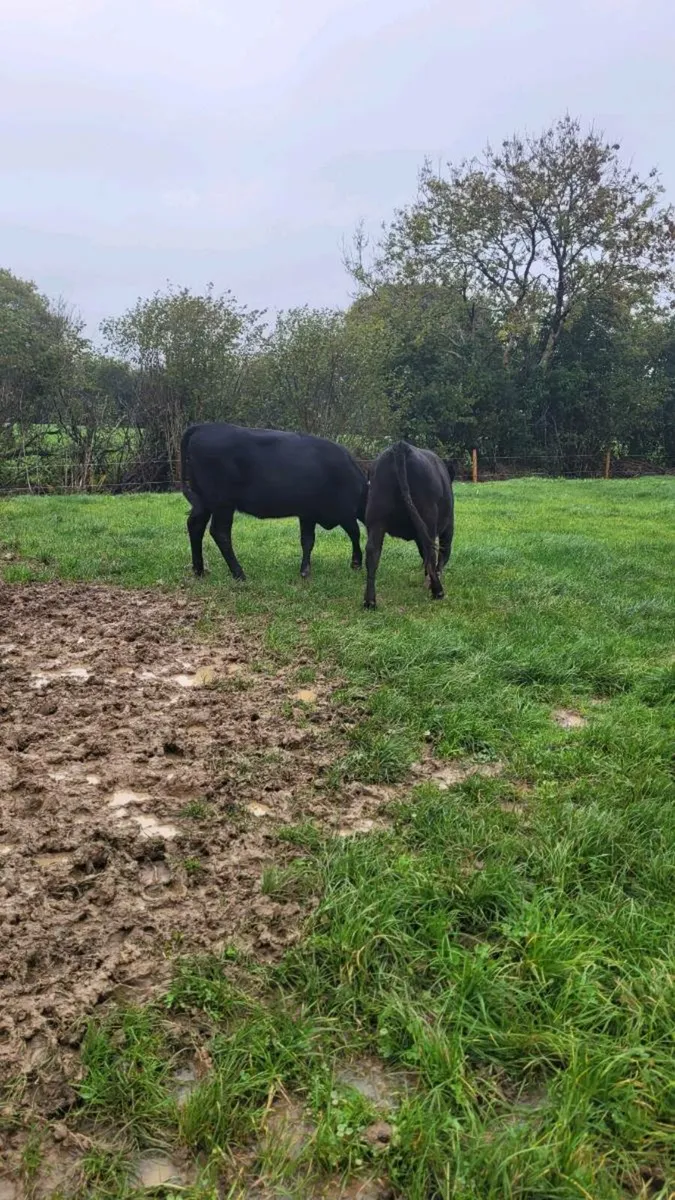 Lim ,angus ,hereford heifers - Image 3