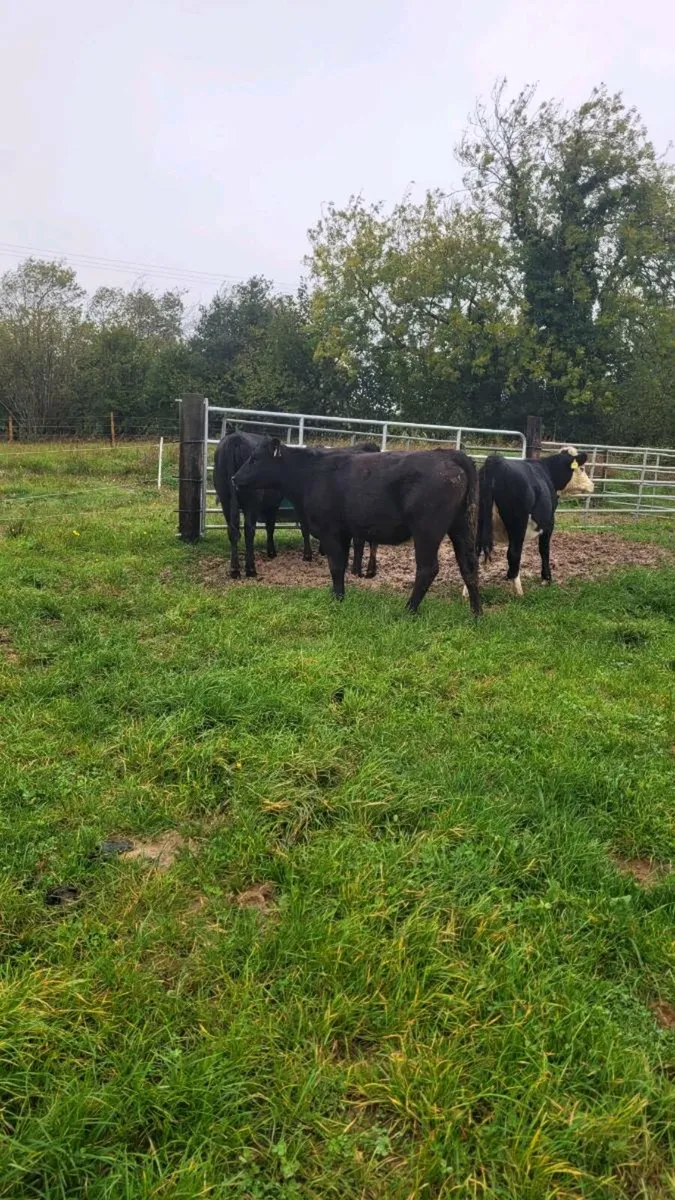 Lim ,angus ,hereford heifers - Image 4