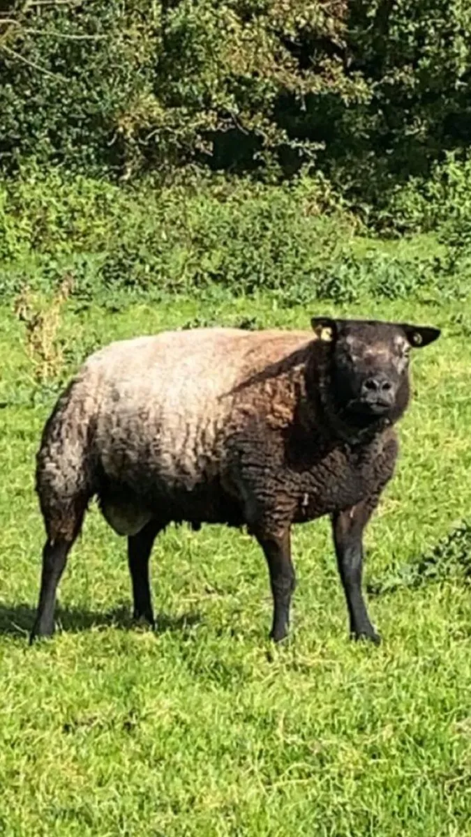 SIS Approved Blue Texel Hogget Ram - Image 1