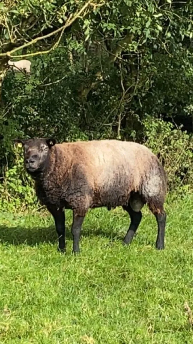 SIS Approved Blue Texel Hogget Ram - Image 2