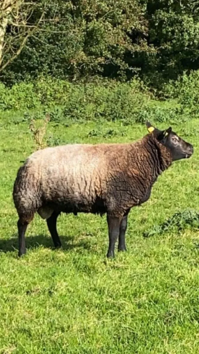 SIS Approved Blue Texel Hogget Ram - Image 3