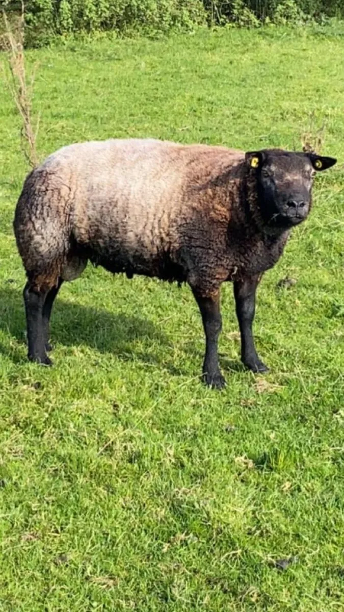 SIS Approved Blue Texel Hogget Ram - Image 4