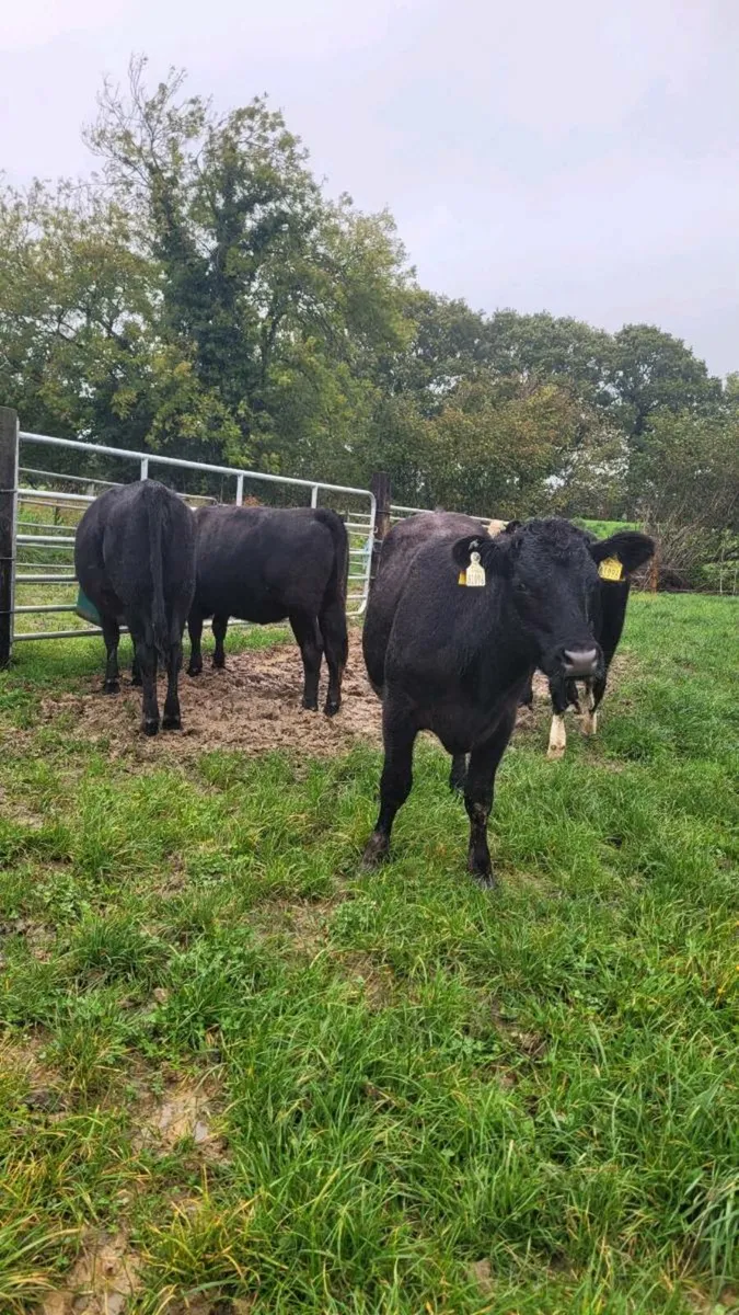 Lim ,angus ,hereford heifers - Image 1