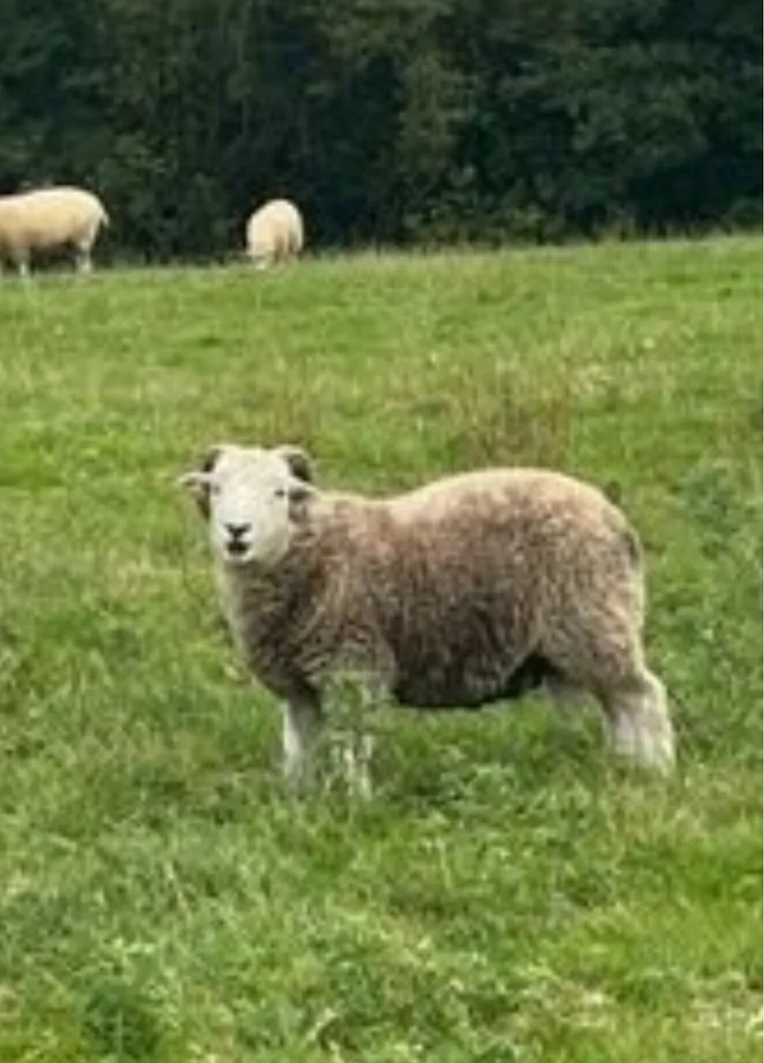 Herdwick Hogget Ram - Image 1