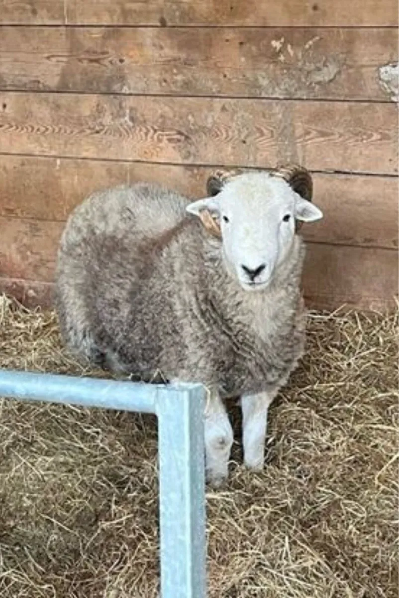 Herdwick Hogget Ram - Image 2