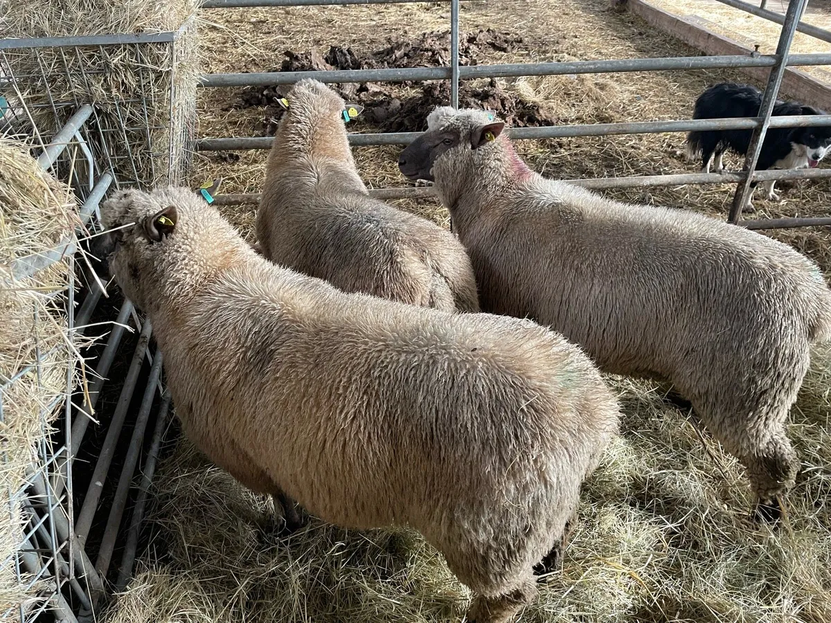 SIS Pedigree Rams - Image 1