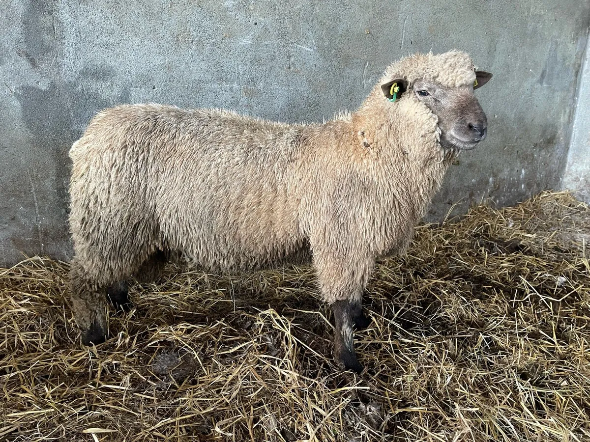 SIS Pedigree Rams - Image 2