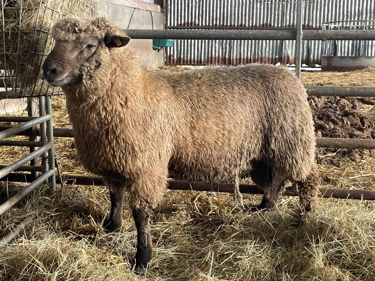 SIS Pedigree Rams - Image 3