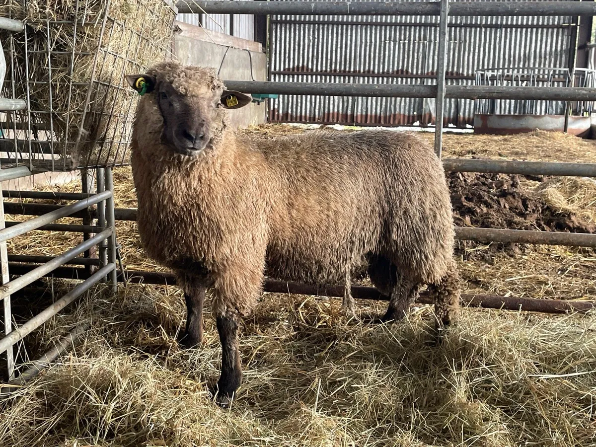 SIS Pedigree Rams - Image 4