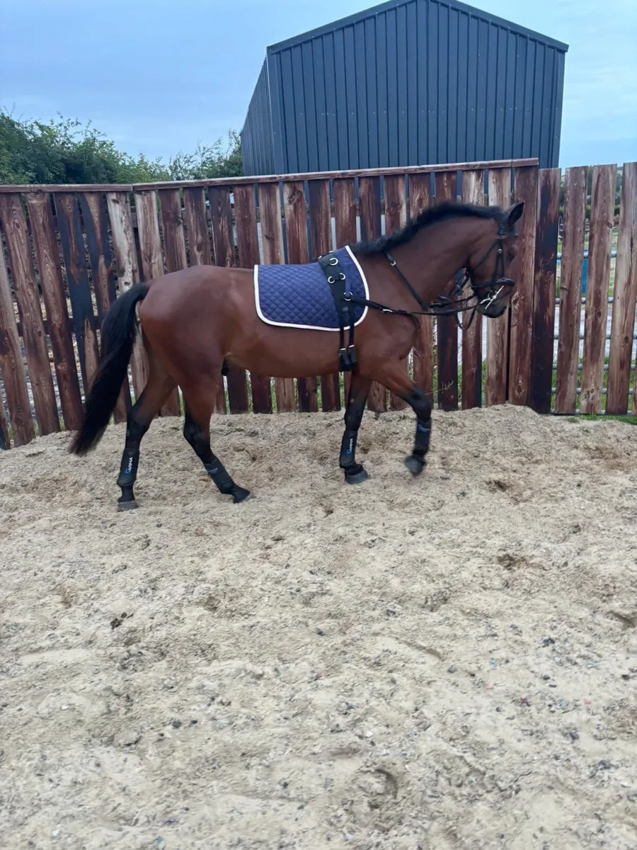 5yr old bay gelding - Image 3