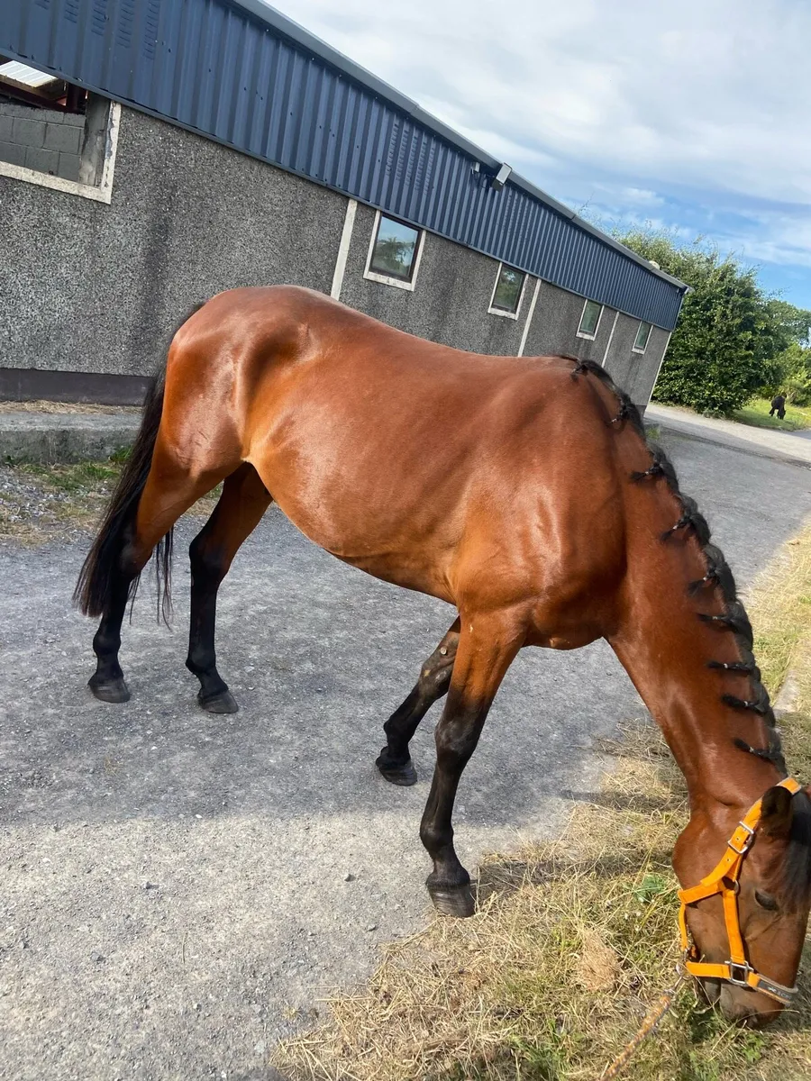 5yr old bay gelding - Image 4