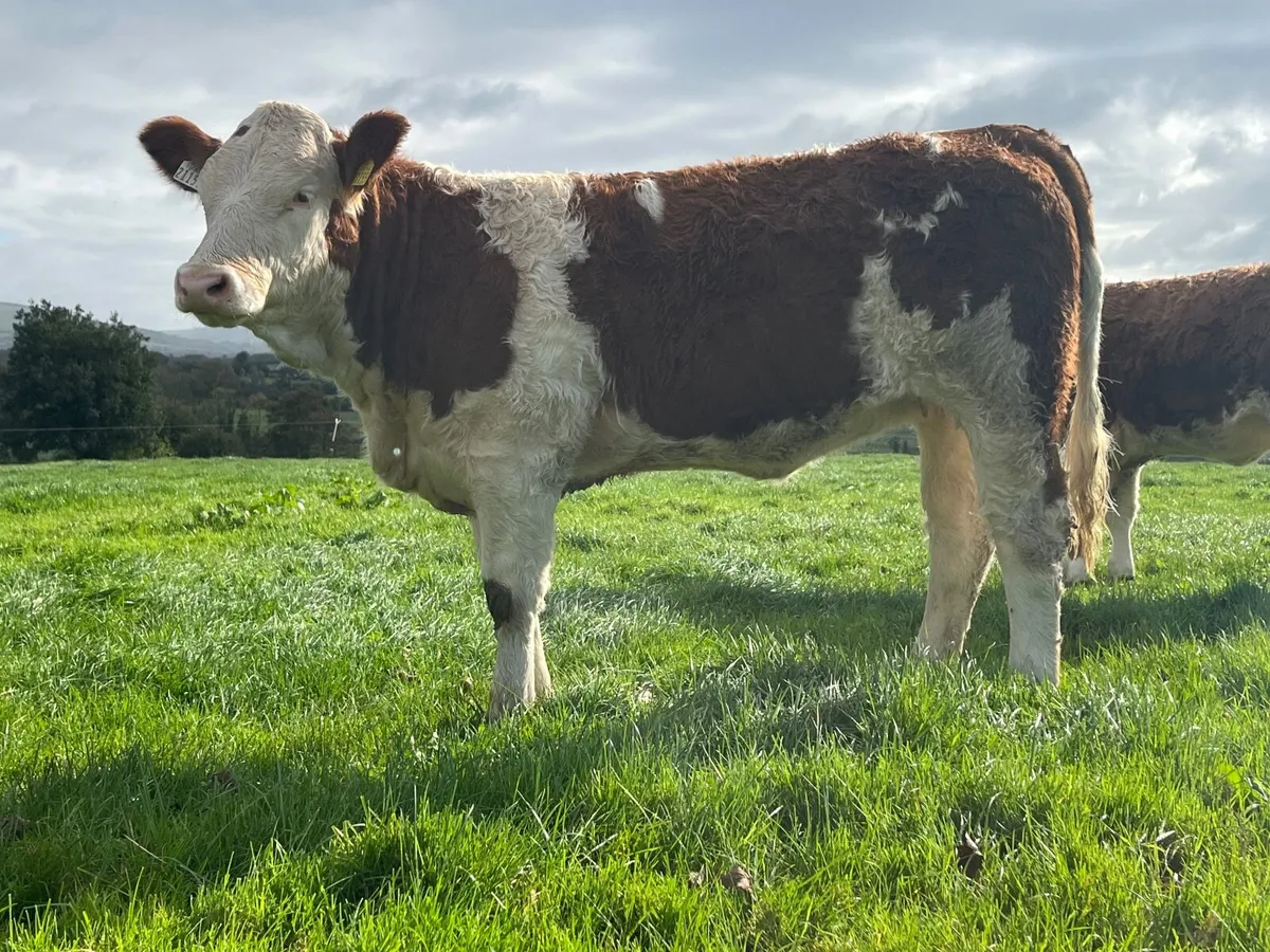 Commercial Simmental Heifers - Image 1