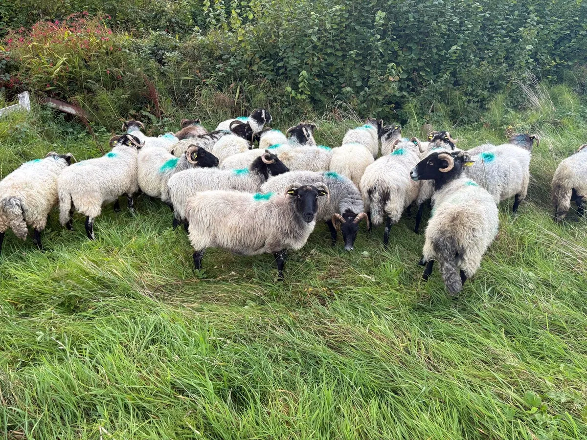 Horned Ewes - Image 1