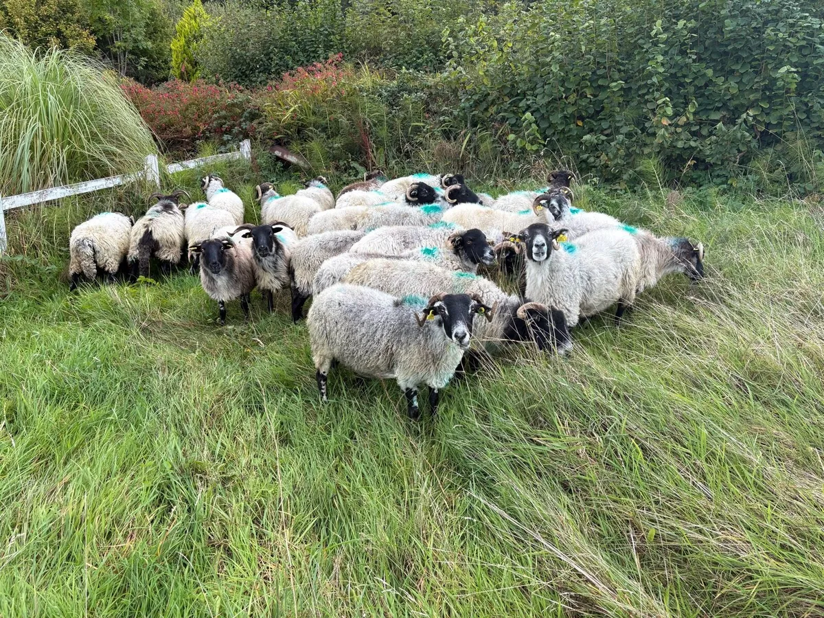 Horned Ewes - Image 2
