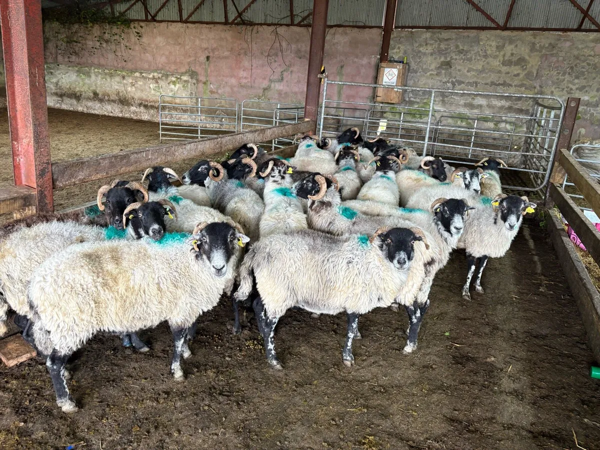 Horned Ewes - Image 3
