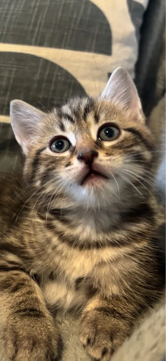 Kitten - Image 1
