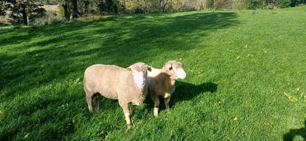 Dorset hogget rams - Image 1