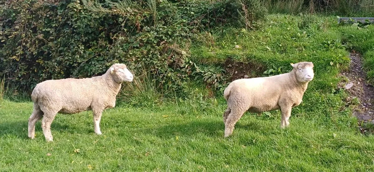 Dorset hogget rams - Image 3