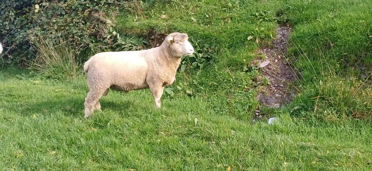 Dorset hogget rams - Image 4