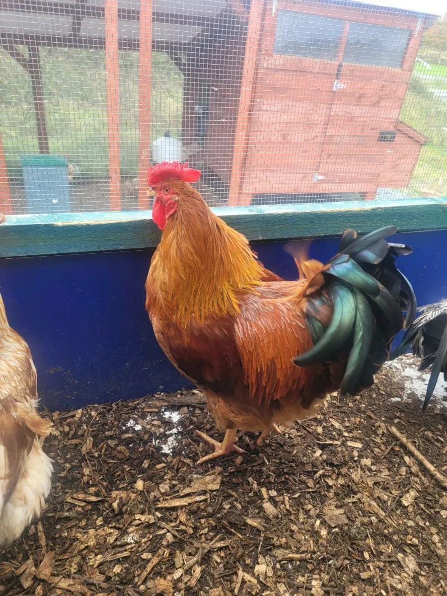 Roosters - Image 1