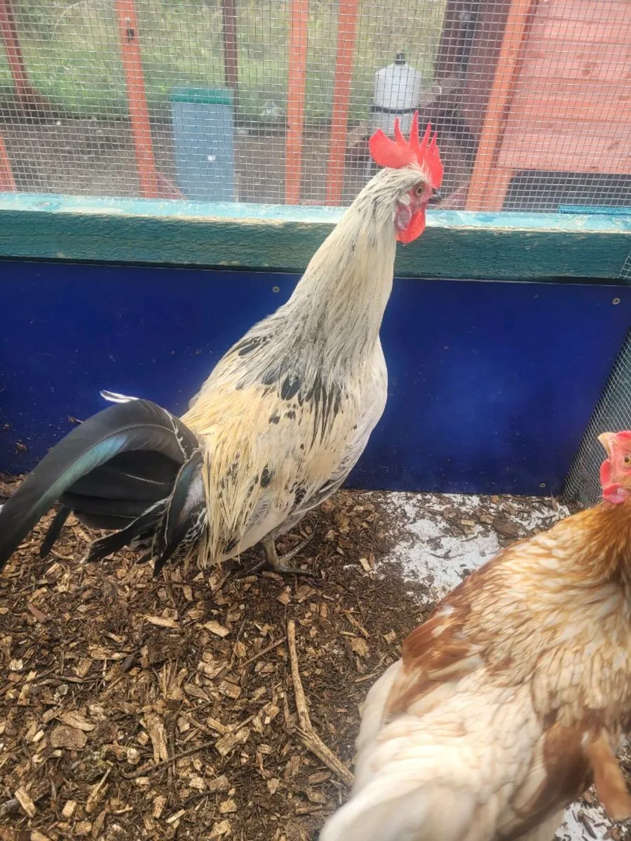 Roosters - Image 2