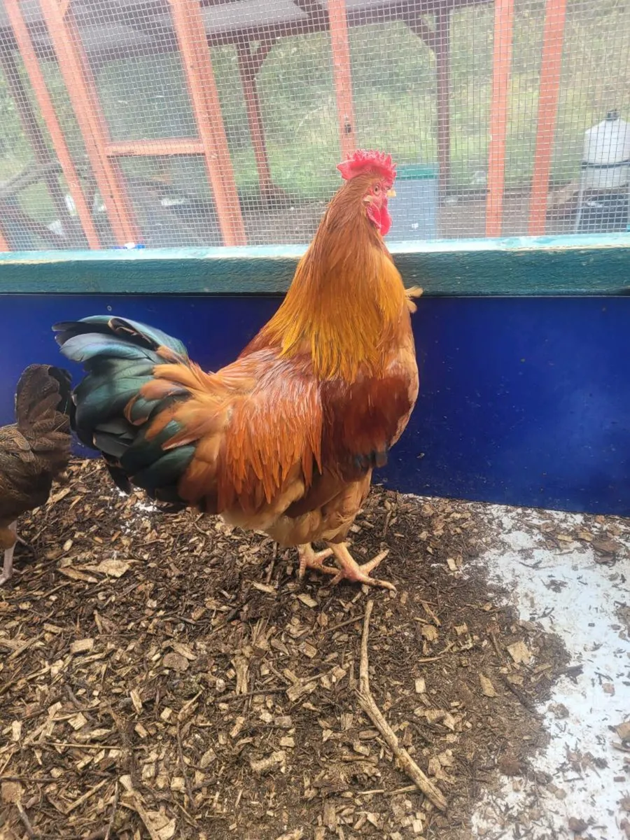 Roosters - Image 3