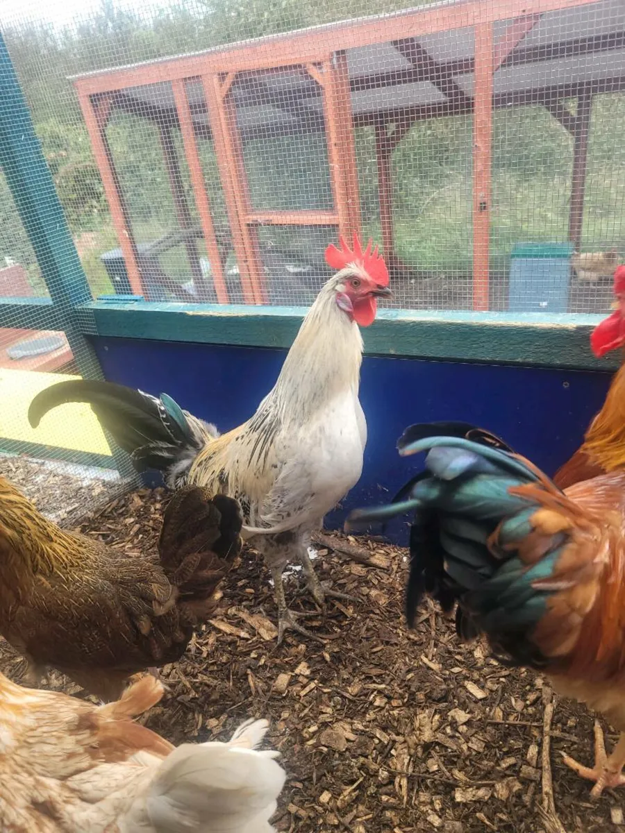 Roosters - Image 4