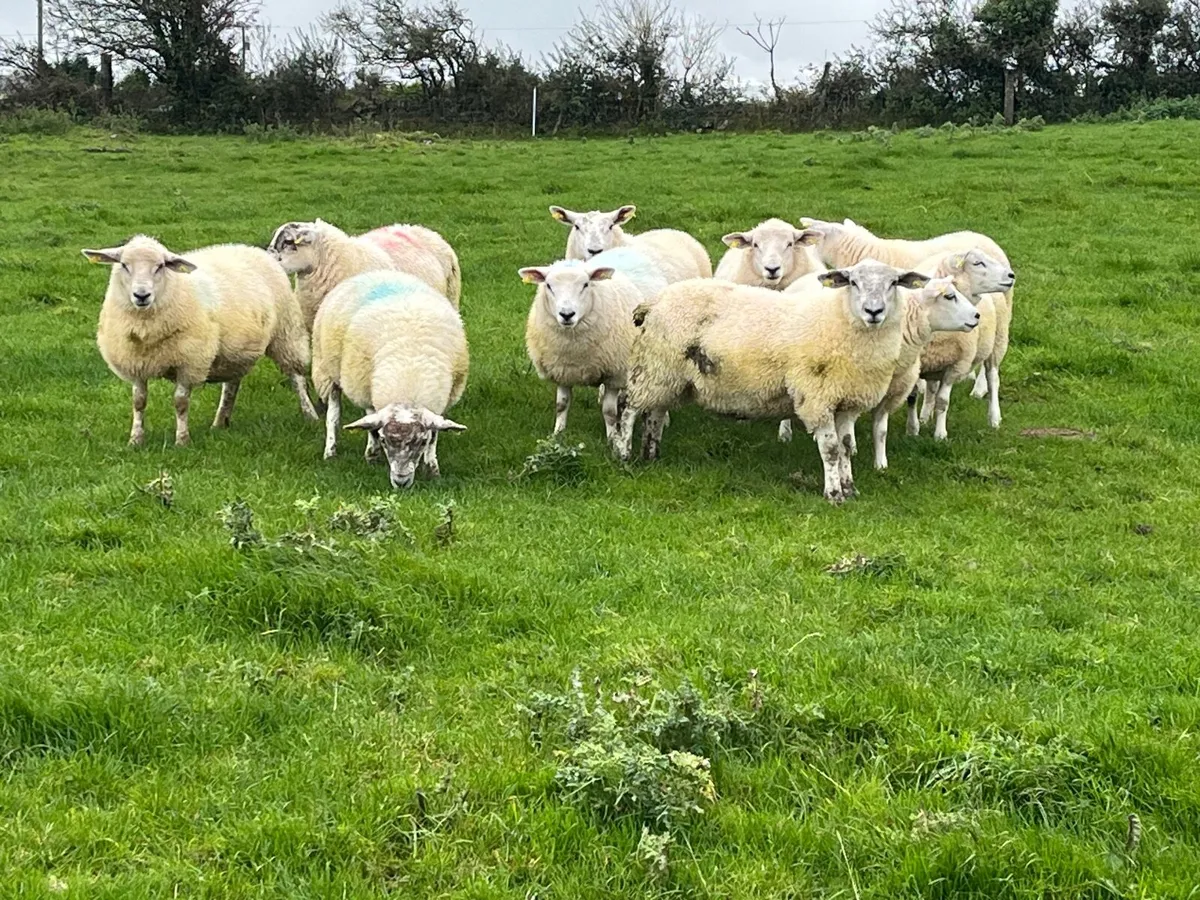 10 Texel x Ewe Lambs - Image 1