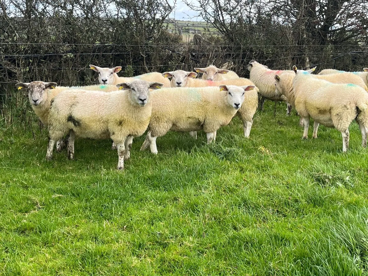 10 Texel x Ewe Lambs - Image 2