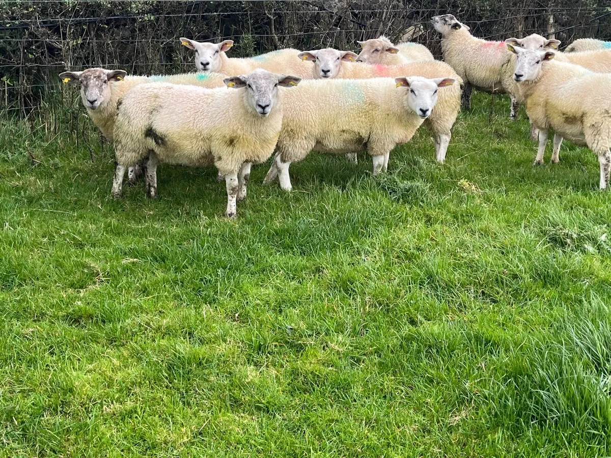 10 Texel x Ewe Lambs - Image 3
