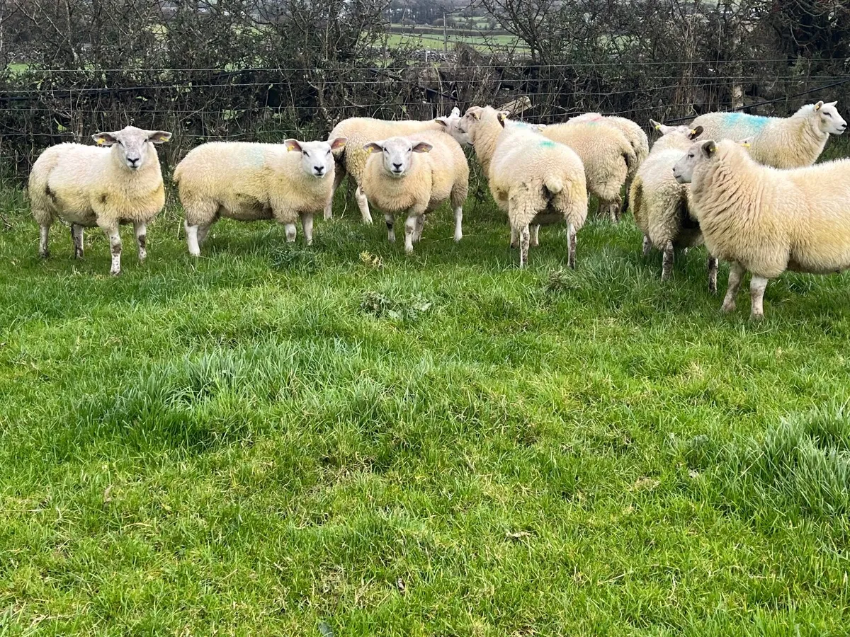 10 Texel x Ewe Lambs - Image 4