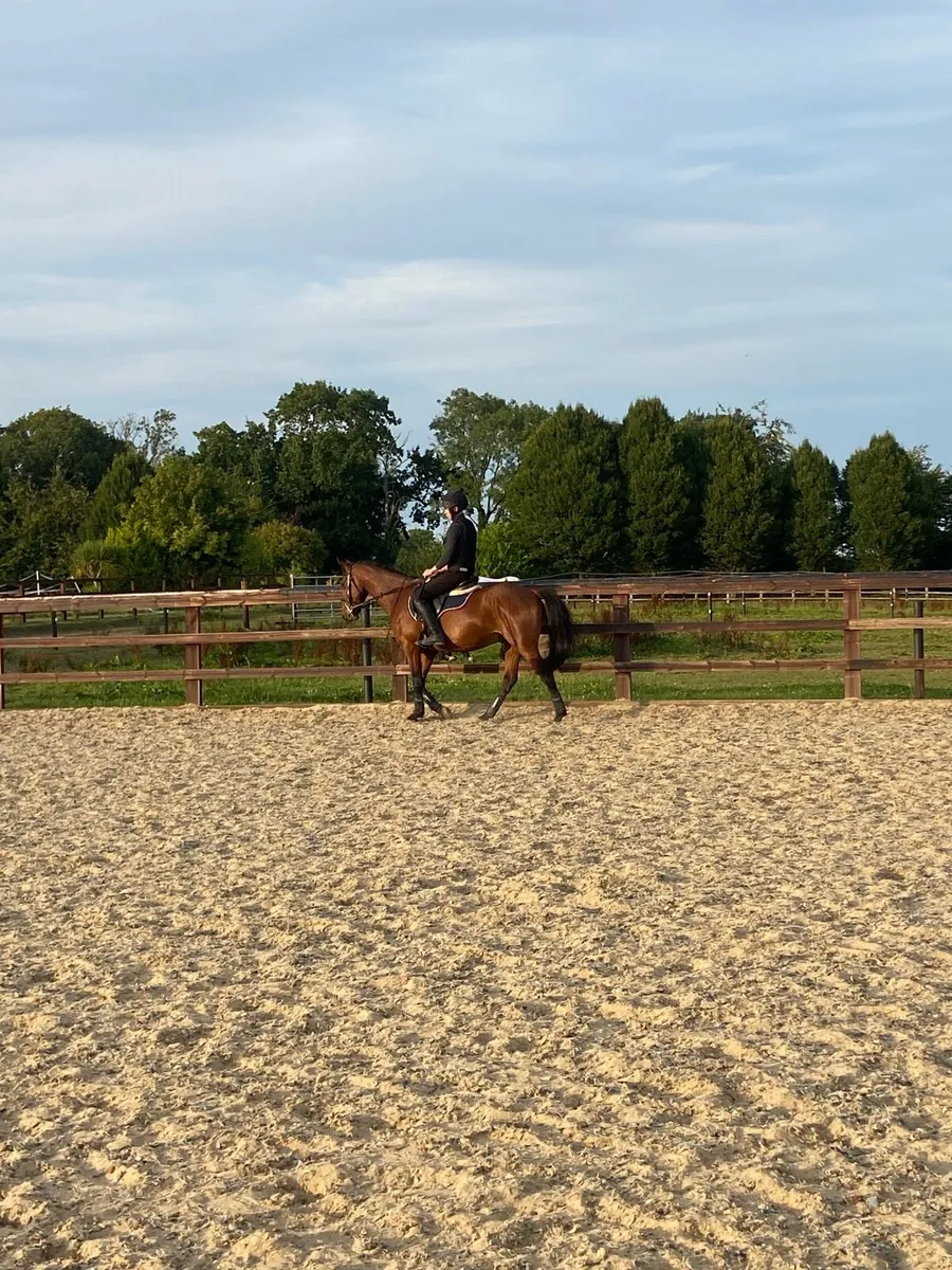 5yr old bay gelding - Image 2