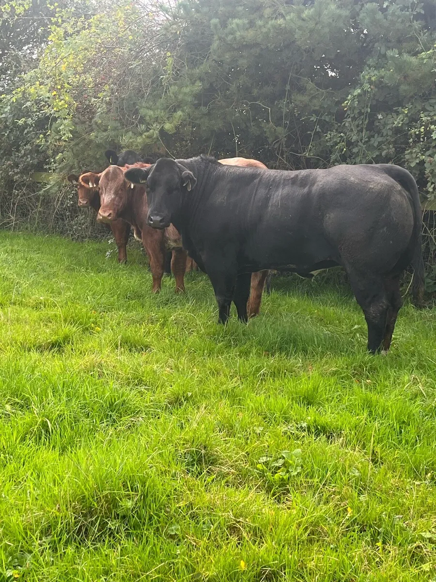 Breeding heifers - Image 2
