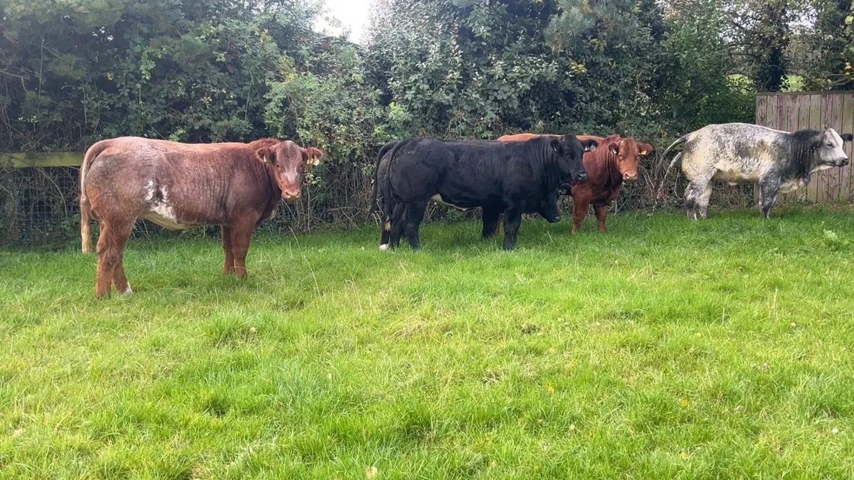 Breeding heifers - Image 3
