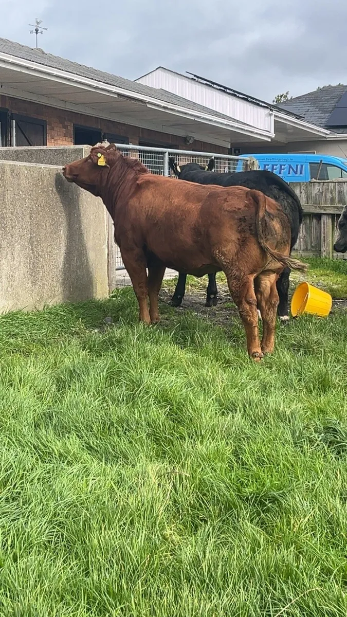 Breeding heifers - Image 4