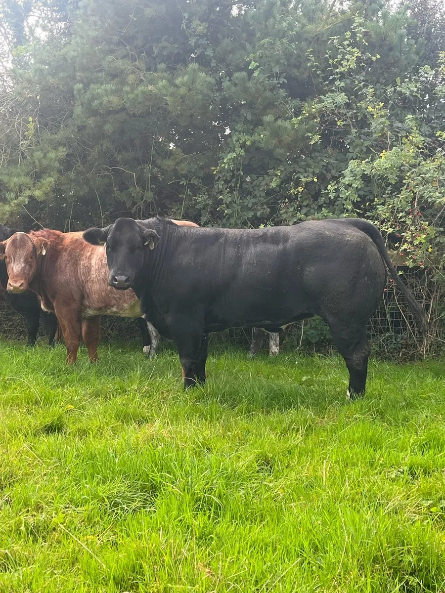 Breeding heifers - Image 1