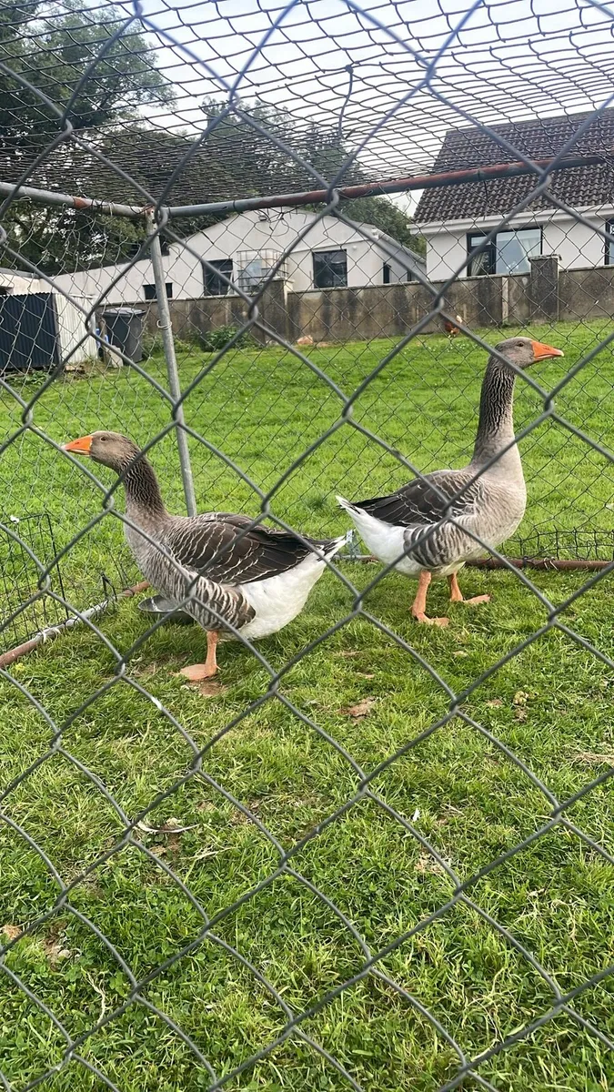 Purebred Toulouse geese - Image 1