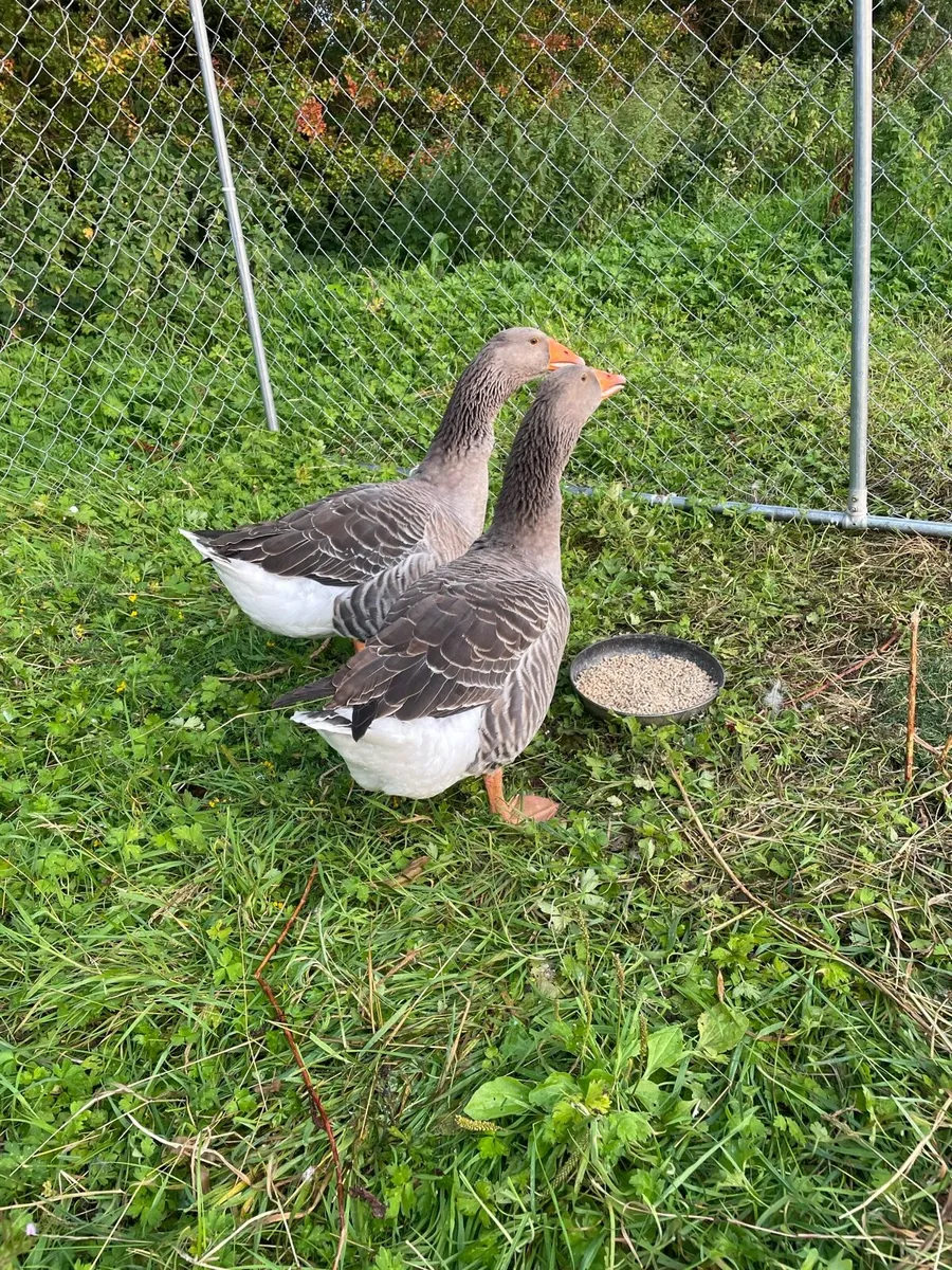 Purebred Toulouse geese - Image 2