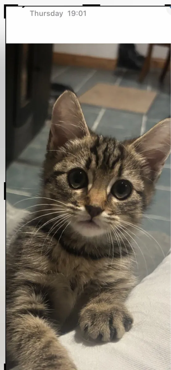 Kitten - Image 3