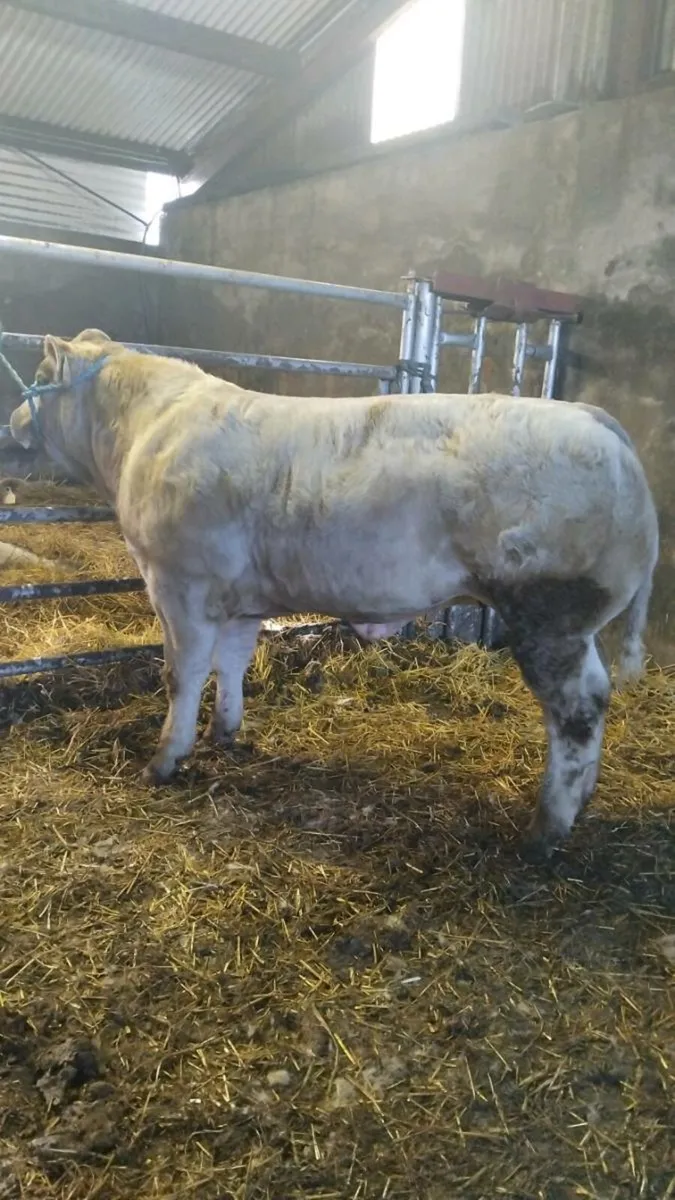 Show Heifer Calves for Manorhamilton Mart tomorrow - Image 1
