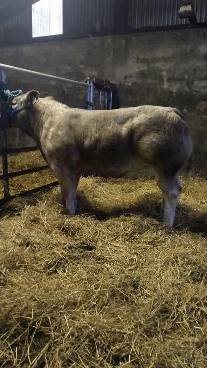 Show Heifer Calves for Manorhamilton Mart tomorrow - Image 2
