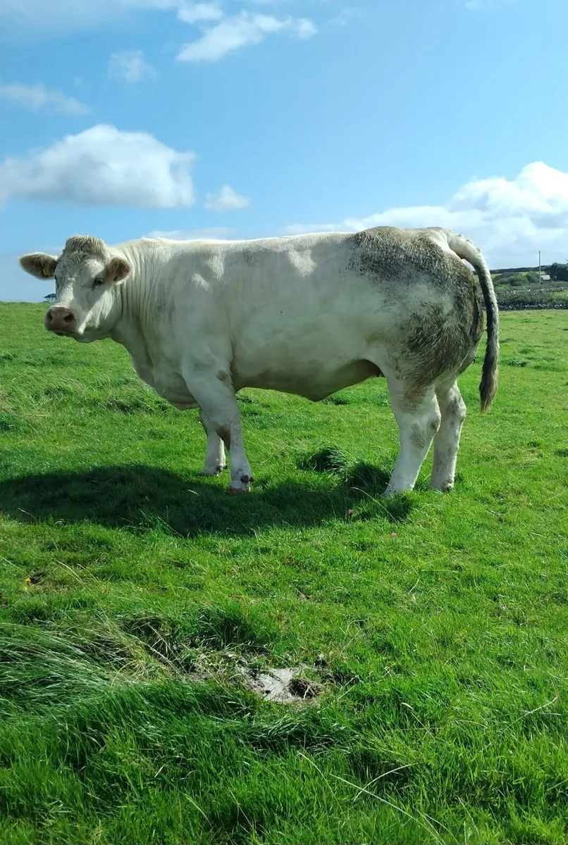 Show Heifer Calves for Manorhamilton Mart tomorrow - Image 3