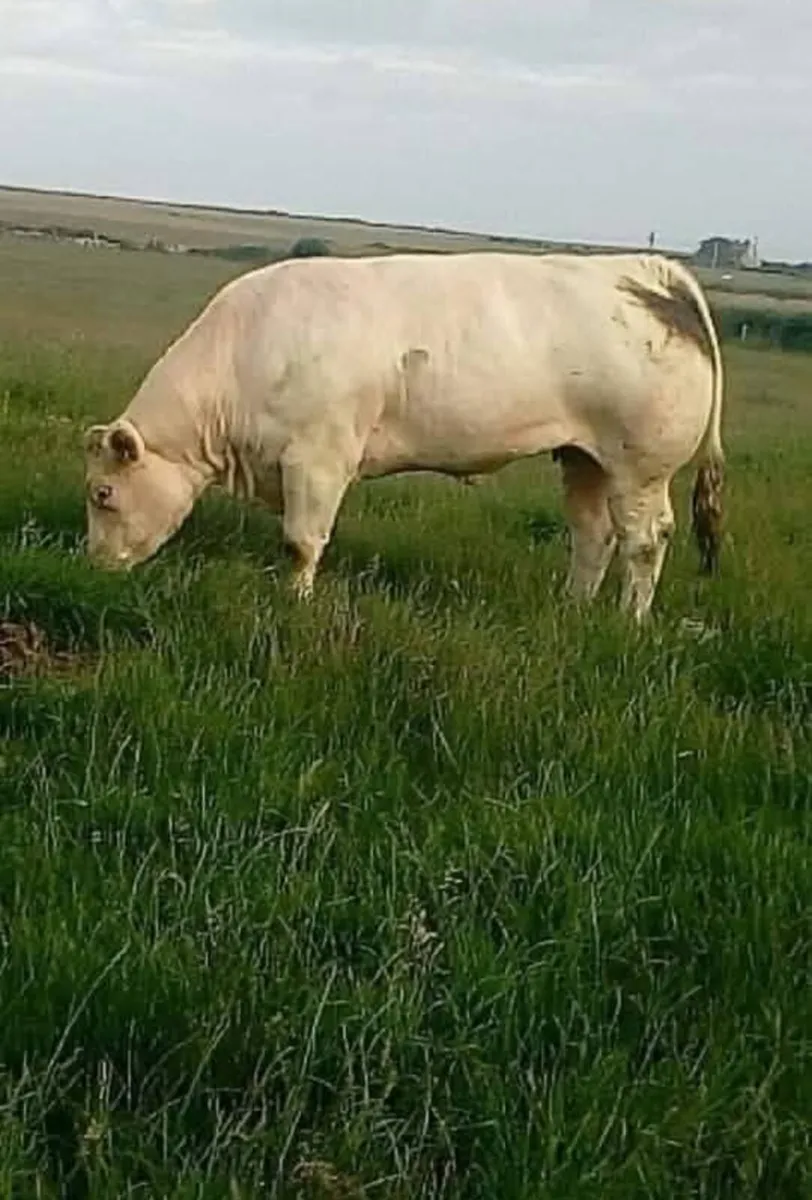 Show Heifer Calves for Manorhamilton Mart tomorrow - Image 4