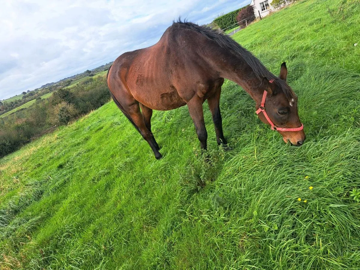 Quiet thorughbred mare horse - Image 4