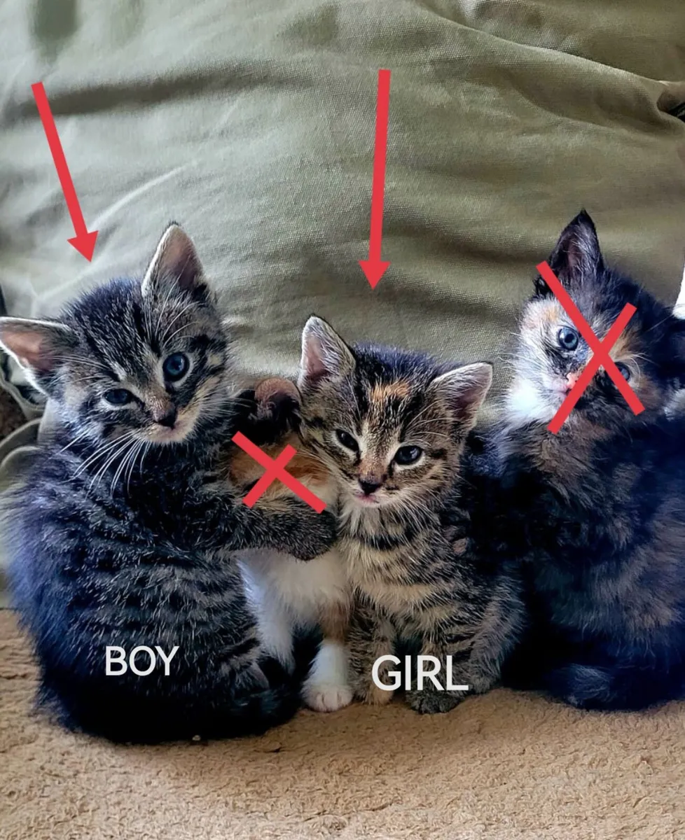 Kittens - Image 1