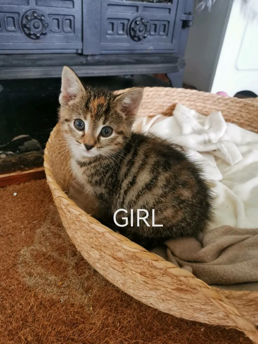 Kittens - Image 2