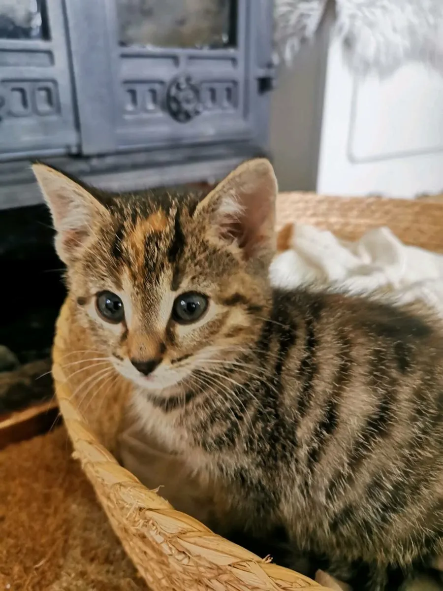 Kittens - Image 3