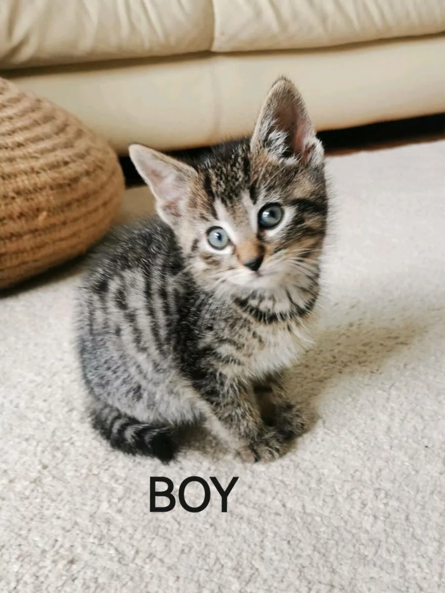 Kittens - Image 4